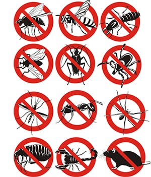obtener un precio de una empresa de exterminio que puede matar los avispones de su hogar o negocio en North Carolina y ayudarle a prevenir futuras infestaciones